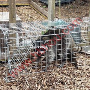 Read More About live animal traps for sale